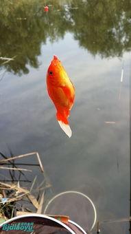 娱乐吃瓜酱飞鸟与鱼,娱乐吃瓜酱的甜蜜邂逅